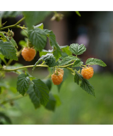 Yellow raspberry 'Allgold' P9/C1