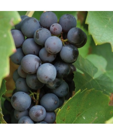 Grape Vine ‘Leon Millot'  C1
