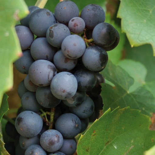 Grape Vine ‘Leon Millot'  C1