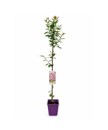 Serrated Cherry ‘Kanzan’ C4 (grafting on rootstock)