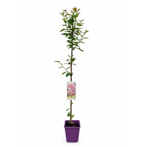 Serrated Cherry ‘Kanzan’ C4 (grafting on rootstock)