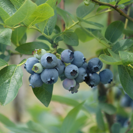 Blueberry Eliot 4L