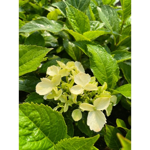 Hydrangea macrophylla 'Mariesii Perfecta' C2