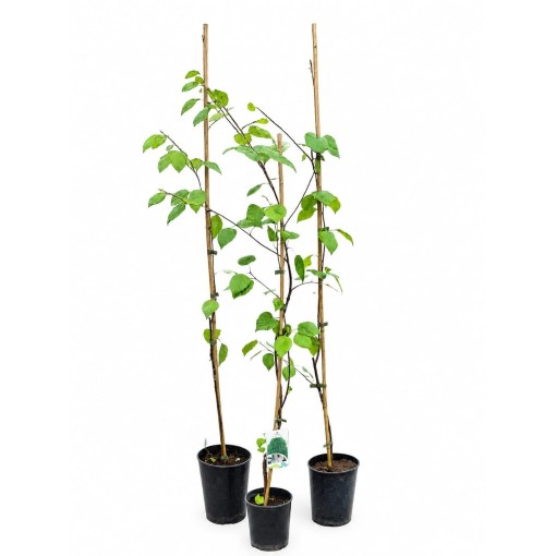 Himalayan Birch ‘Doorenbos’ (Betula) C2