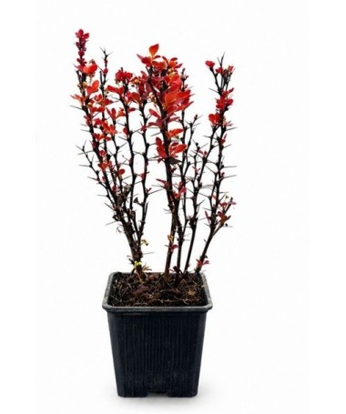 Barberry 'Red Pillar' P9/C1