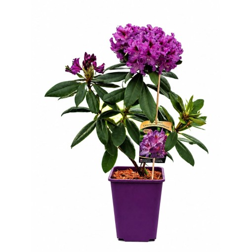Rhododendron (Azalea) Catawbiense Grandiflorum 6L pot