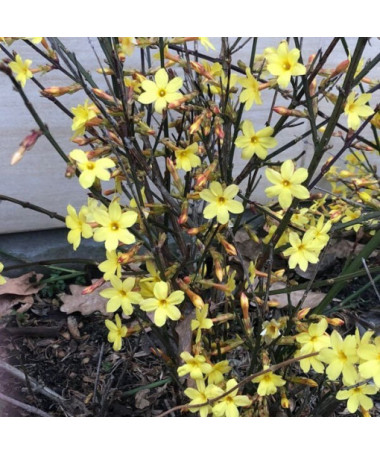 Jasmine "Naked Flower" pot, 2L