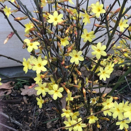 Jasmine "Naked Flower" pot, 2L