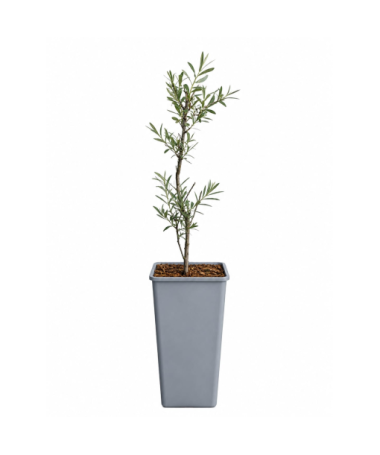 Sea Buckthorn C2