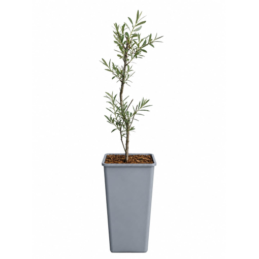 Sea Buckthorn C2