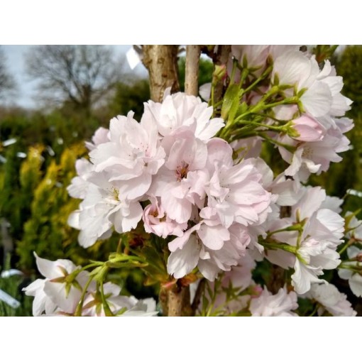 Serrated Cherry ‘Amanogawa’ C4 (grafting on rootstock)