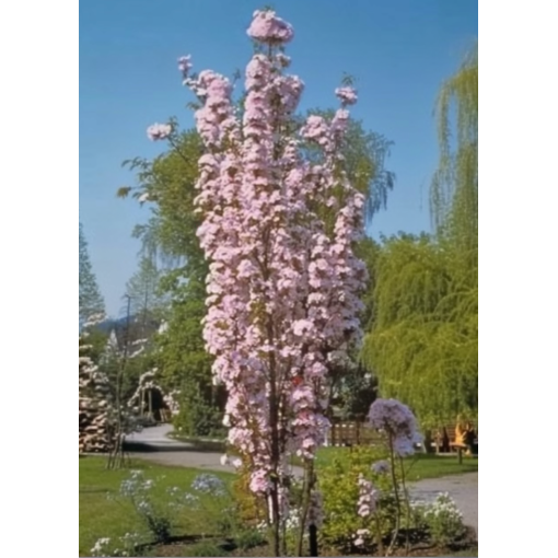 Serrated Cherry ‘Amanogawa’ C4 (grafting on rootstock)