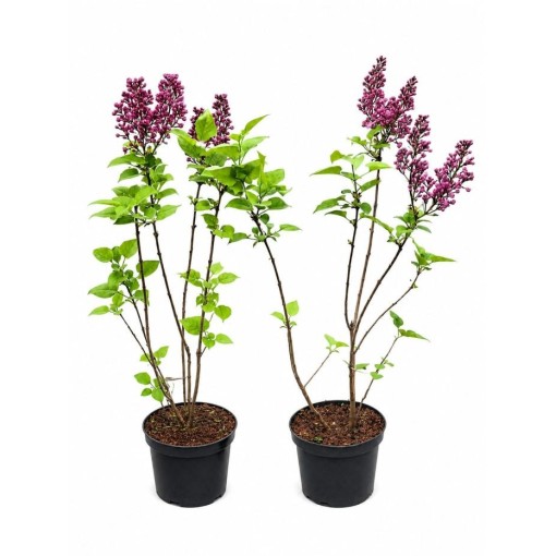 Common Lilac ‘Standard of Lenin’ C2