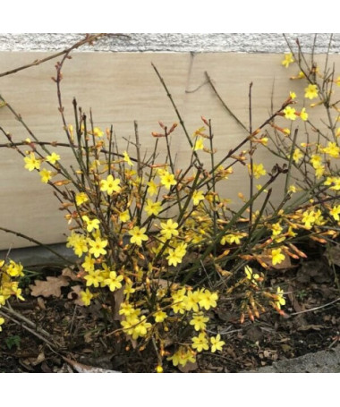 Jasmine "Naked Flower" pot, 2L
