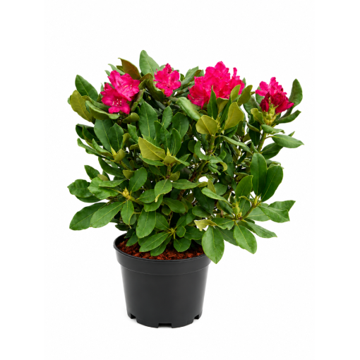 Rhododendron (Azalea)  Nova Zembla pot,C10