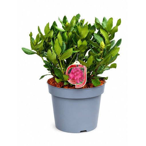 Rhododendron (Azalea)  Nova Zembla pot,C10