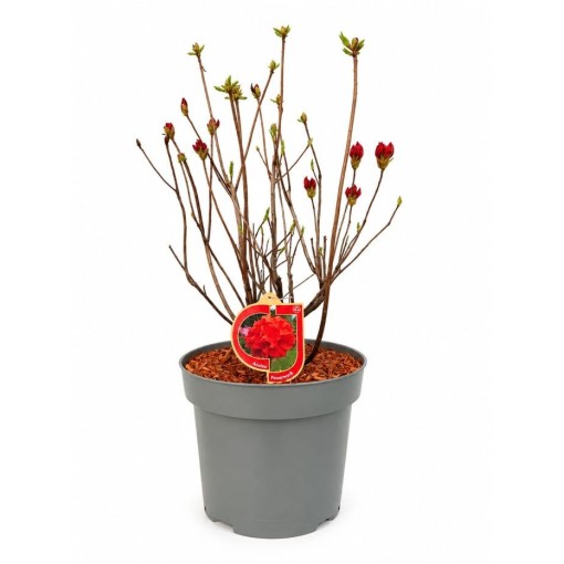 Rhododendron (Azalea) Feuerwerk  pot,C10