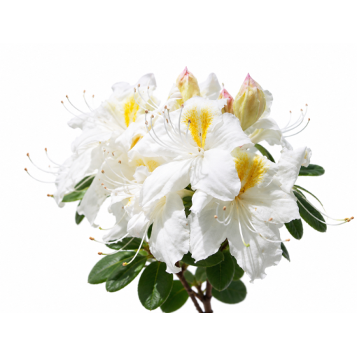 Rhododendron (Azalea) Silver Slipper C10
