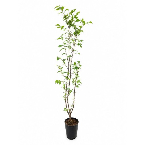 Cherry ‘Brillant’ C4