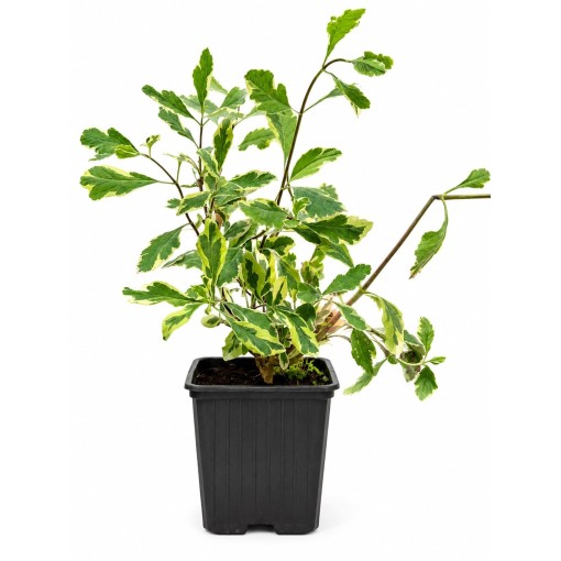 Lonicera heckrottii ‘Variegata’ P9/C1