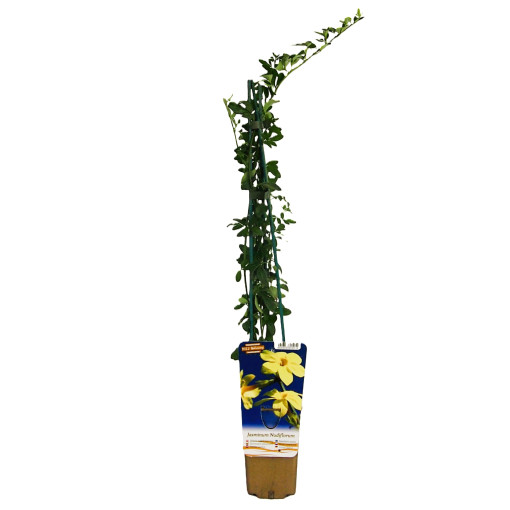 Jasmine "Naked Flower" pot, 2L