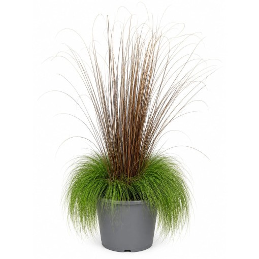 Mix of ornamental grasses ‘Walberla’ and ‘Firefox’ in a 10L pot
