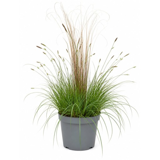 Mix of ornamental grasses ‘Pamira’ and ‘Firefox’ in a 10L pot