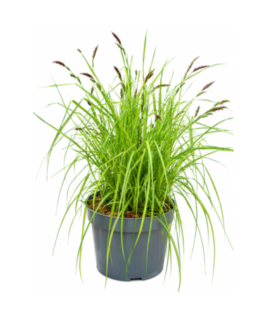 Composition of ornamental grasses ‘Aurea’ in a 10L pot