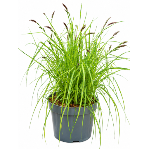 Composition of ornamental grasses ‘Aurea’ in a 10L pot