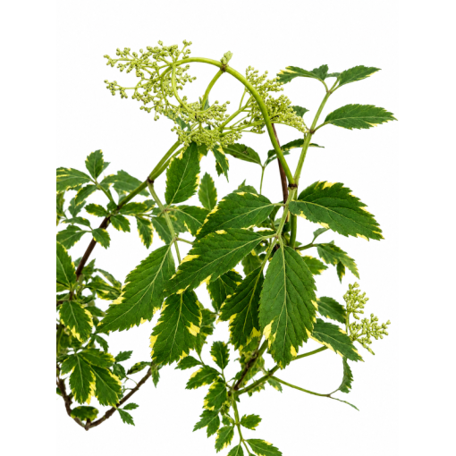 Black Elder Golden Spark® C6