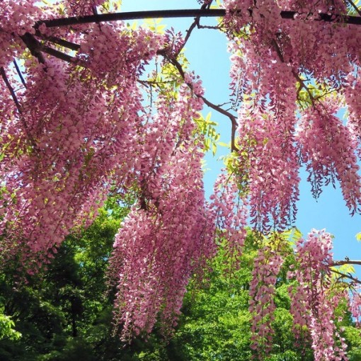 Wisteria floribunda Honbeni PINK 4L pot