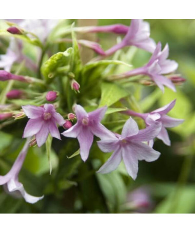 Stefan's Jasmine, 2L pot