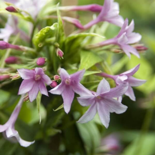 Stefan's Jasmine, 2L pot