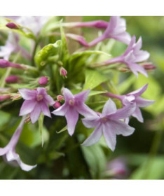 Stefan's Jasmine, 2L pot