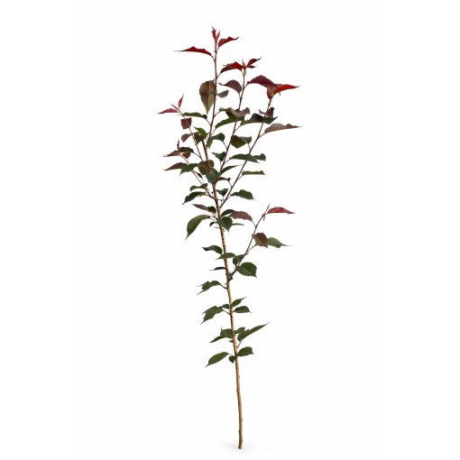 Serrated Cherry ‘Royal Burgundy’ C4 (grafting on rootstock)