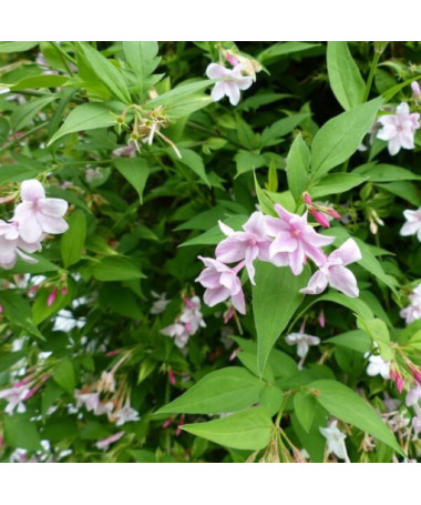Stefan's Jasmine, 2L pot