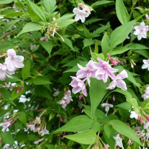 Stefan's Jasmine, 2L pot