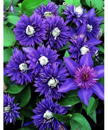 Clematis ‘Kokonoe’ ® P9/C1
