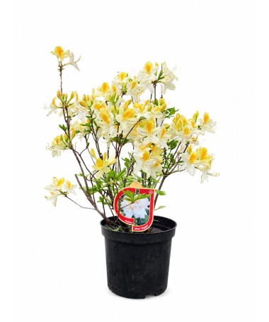 Rhododendron (Azalea) Silver Slipper C5