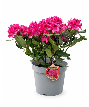Rhododendron (Azalea)  Nova Zembla pot, C5