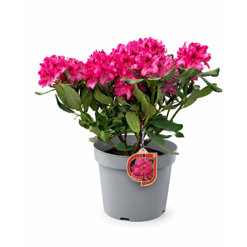 Rhododendron (Azalea)  Nova Zembla pot, C5