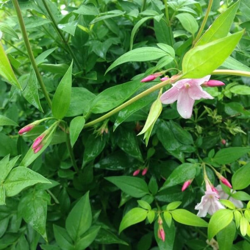 Stefan's Jasmine, 2L pot