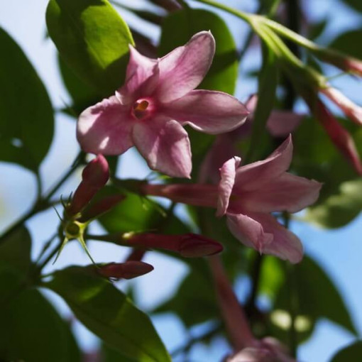 Stefan's Jasmine, 2L pot