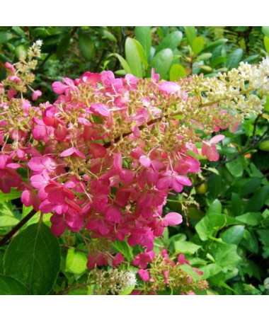 Set of 5 pcs - Bouquet Hydrangeas in P9/C1 pots