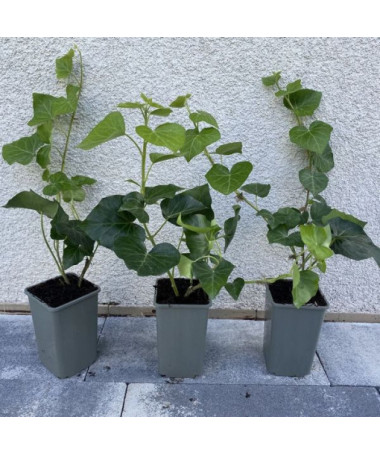 Irish Ivy, 4L pot