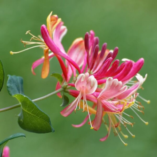 Honeysuckle 'American Beauty', 4L pot