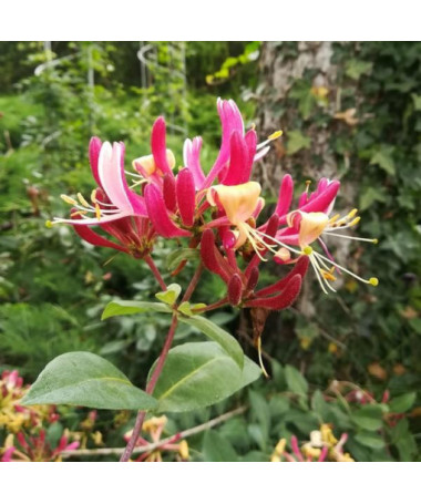 Honeysuckle 'American Beauty', 4L pot