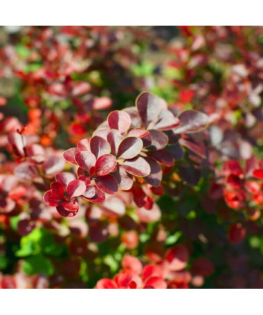 Berberis Thunbergii 'Hellmond Pilar' 2L