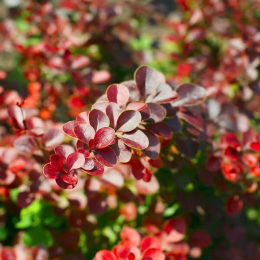 Berberis Thunbergii 'Hellmond Pilar' 2L