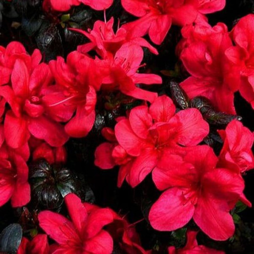 Rhododendron (Azalea) 'Marushka' pot, 2L